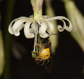 Lasioglossum calceatum pollensammelnd an Silene nutans