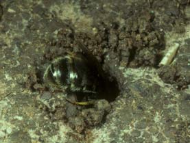 Lasioglossum malachurum - Graben