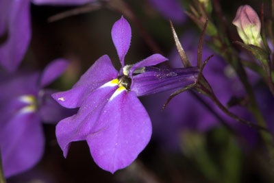 Lasioglossum nitidulum pollensammeln an Lobelia erinus
