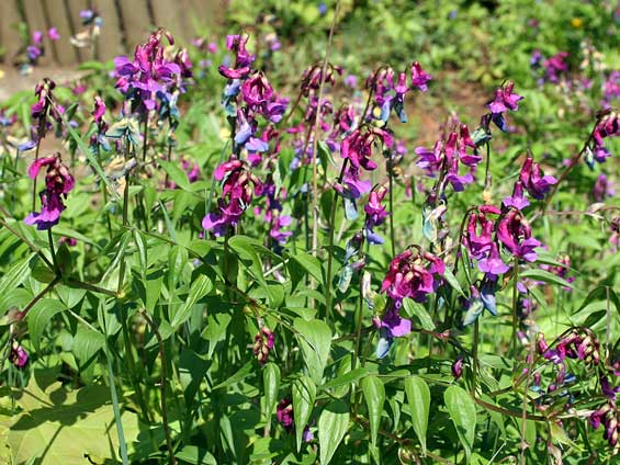Fr&uuml;hlings-Platterbse - Lathyrus vernus