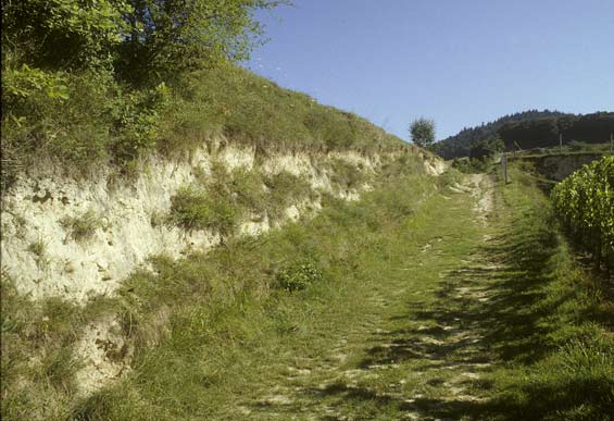 L&ouml;&szlig;wand im Kaiserstuhl
