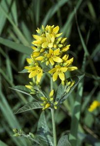 Lysimachia vulgaris -Gewöhnlicher Gilbweiderich