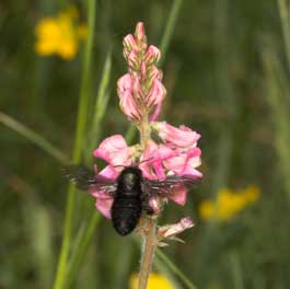 Megachile parietina an Onobrychis
