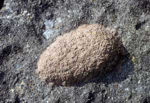 Megachile parietina fertiges Nest