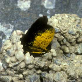 Megachile parietina Nektarabgabe