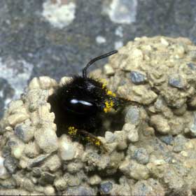 Megachile parietina Pollenabgabe