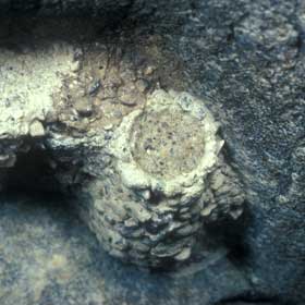 Megachile parietina Zellendeckel