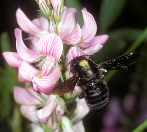 Megachile parietina an Onobrychis