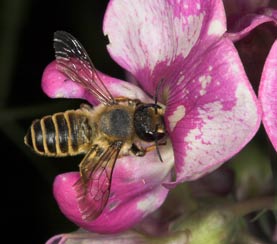 Megachile ericetorum an Lathyrus