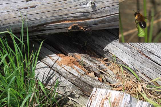 Megachile nigriventris Nistplatz