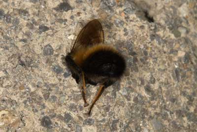 Megachile parietina M&auml;nnchen vor alter Brutzelle