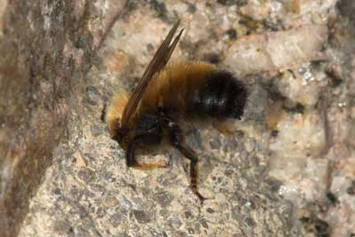 Megachile parietina M&auml;nnchen vor alter Brutzelle