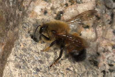 Megachile parietina M&auml;nnchen vor alter Brutzelle