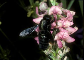 Anthophora plumipes - Weibchen beim Bl&uuml;tenbesuch