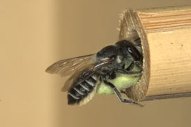 Megachile rotundata mit Blattst&uuml;ck