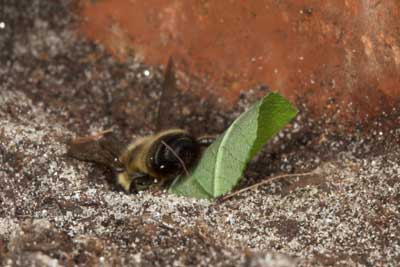 Megachile willughbiella nistet im Blumentopf