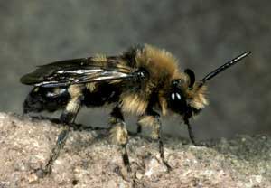Melecta albifrons M&auml;nnchen
