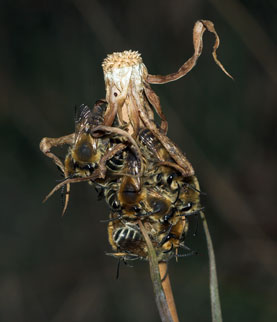 Melitta leporina