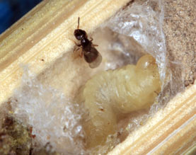 Melittobia acasta in Brutzelle