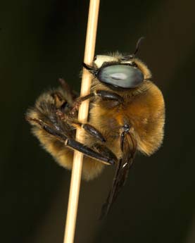 Melitturga clavicornis Männchen
