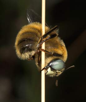 Melitturga clavicornis Männchen
