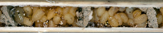 Nest von Microdyerus timidus