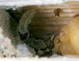Microdynerus timidus - Ei