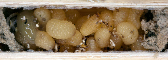 Nest von Microdyerus timidus