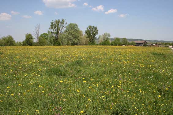 Magerwiese im Neckartal
