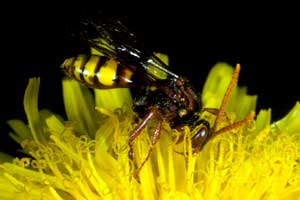 Nomada flava Weibchen