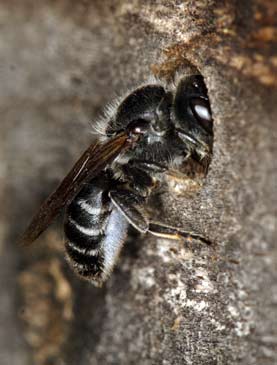 Osmia adunca - Weibchen mit Pollen am Nest