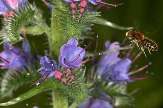 Osmia adunca M&auml;nnchen patrouillierend