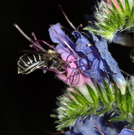 Osmia adunca - Weibchen sammelt Pollen an Echium vulgare