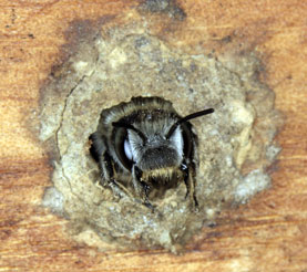 Osmia adunca in altem Nest