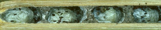 Nest von Osmia adunca mit Puppenkokons