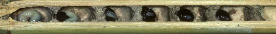 Osmia adunca - Nest in Bambusrohr