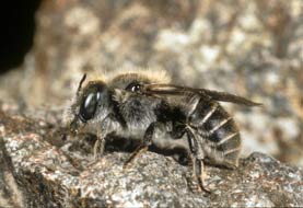 Osmia antocopoides Weibchen