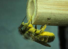 Osmia bicornis am Nest