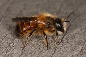 Osmia bicornis - M&auml;nnchen