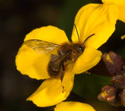 Osmia brevicornis M&auml;nnchen an Erysimum