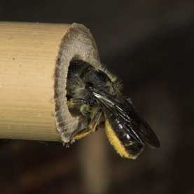 Osmia brevicornis - Verproviantierung 02