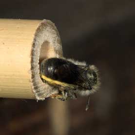 Osmia brevicornis Verproviantierung 03