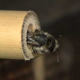 Osmia brevicornis Verproviantierung 04