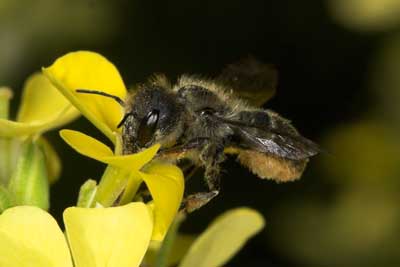 Osmia brevicornis pollensammelnd an Erysimum spec.