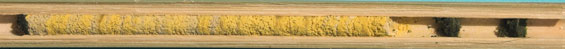 Osmia brevicornis - Nest