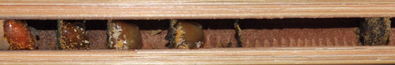 Osmia caerulescens - Nest