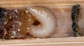 Osmia caerulescens - Brutzelle mit Larve auf Futtervorrat