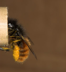Osmia cornuta mit Pollen