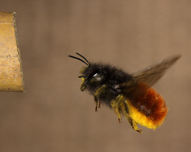 Osmia cornuta mit Pollen