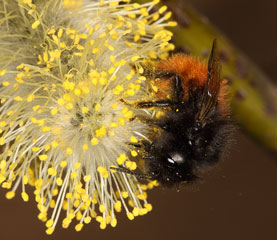 Osmia cornuta Weibchen am Bl�tenstand der Salweide